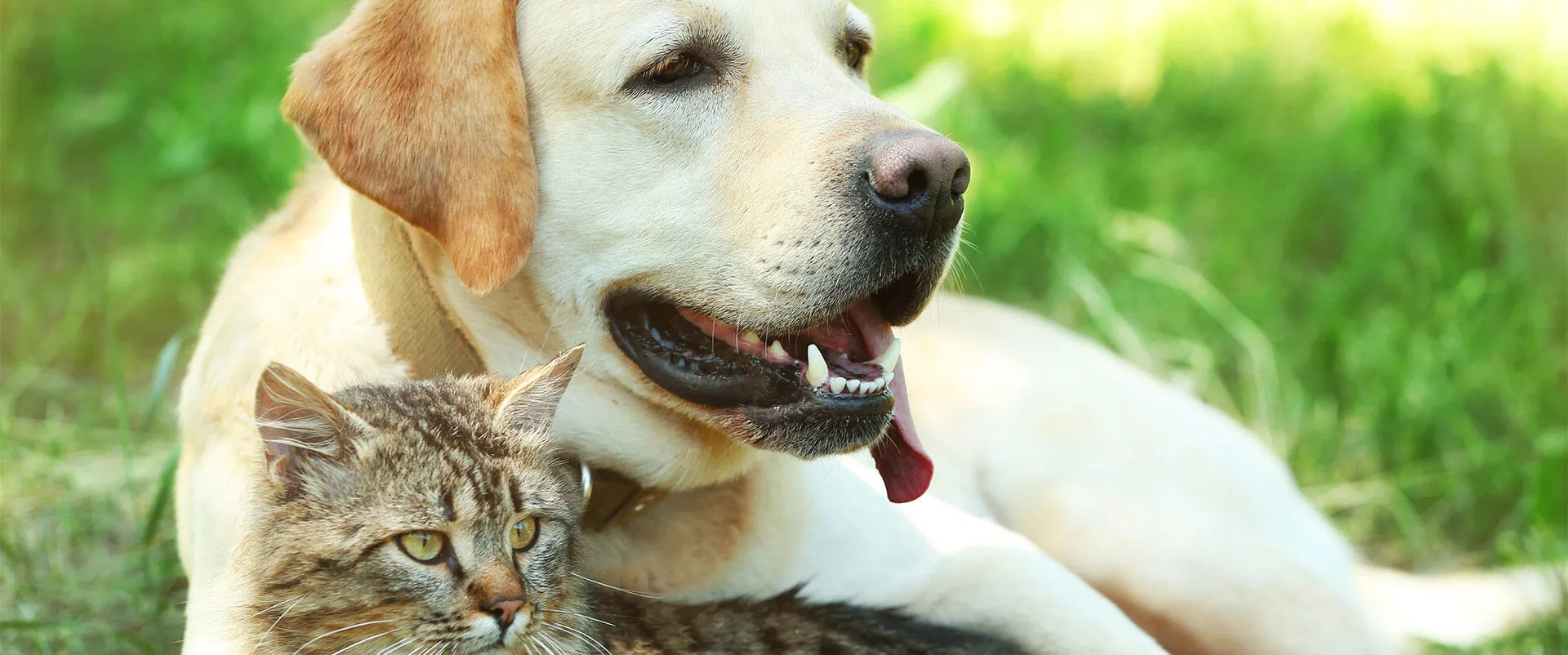 A yellow Labrador resting beside a tabby cat