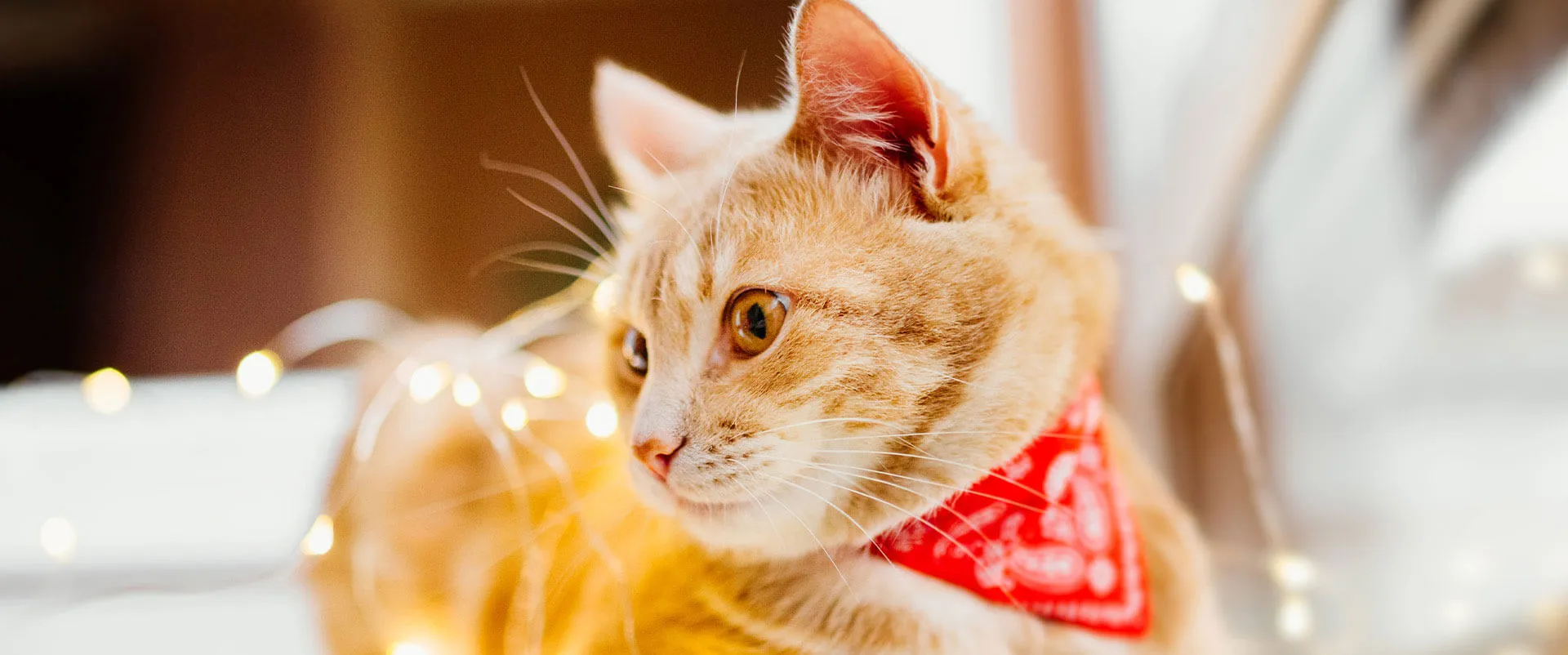 A ginger cat in a red bandana