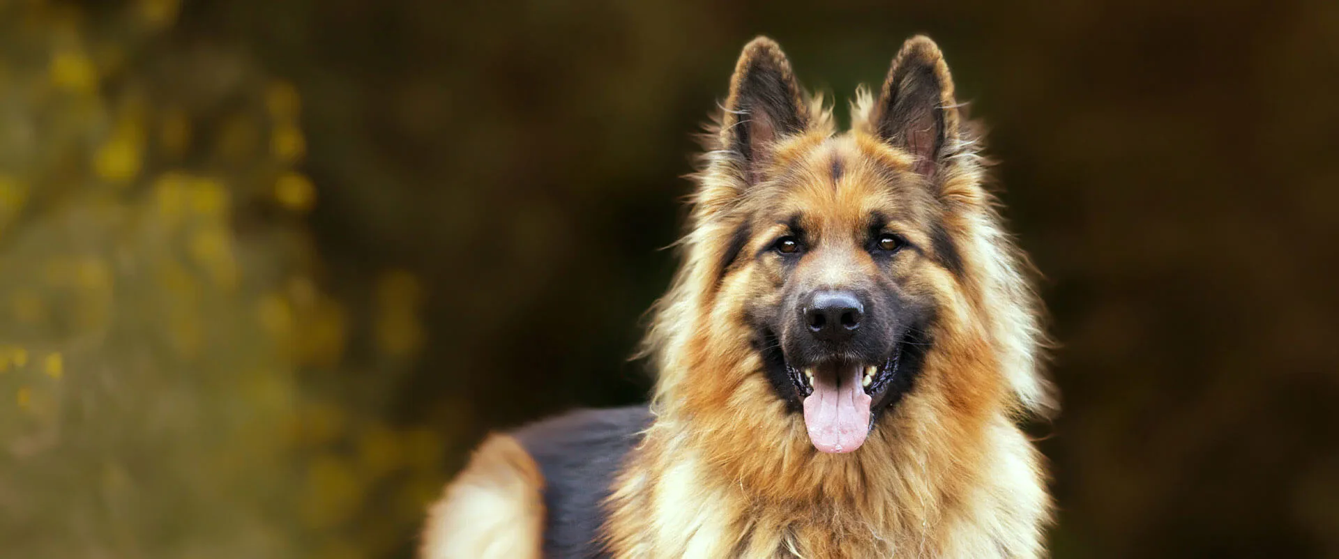 A smiling German shepherd outdoors