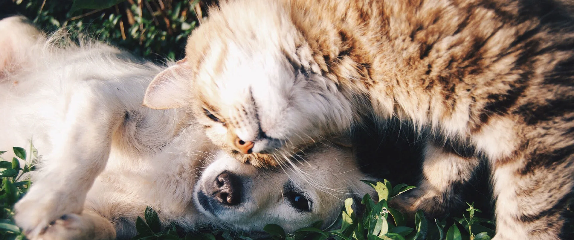 A puppy and a tabby cat resting together