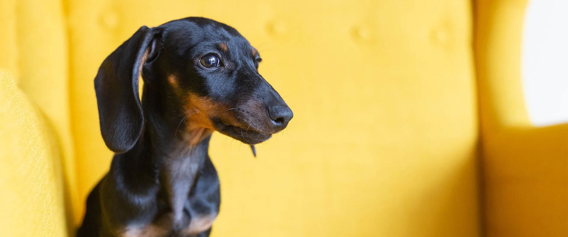 A dachshund sitting on a yellow sofa