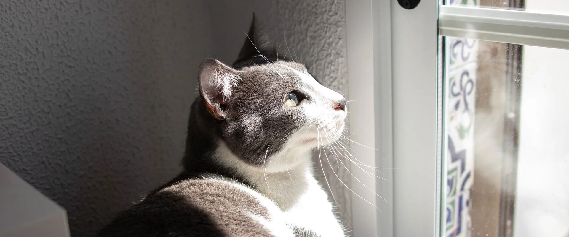 A grey and white cat looking out a window