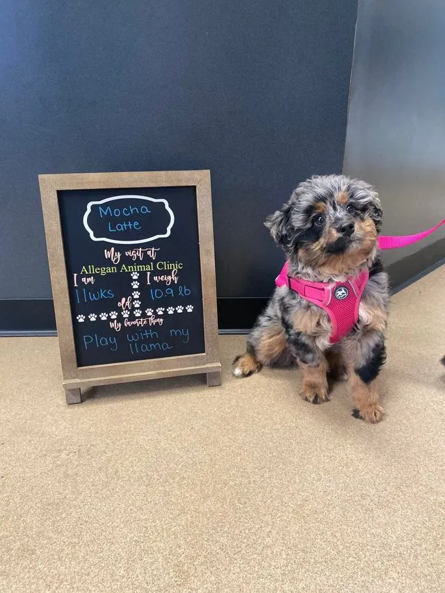 Patient photo 9 from Allegan Animal Clinic