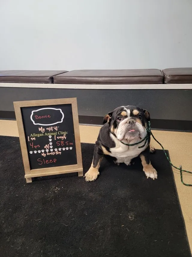 Patient photo 10 from Allegan Animal Clinic