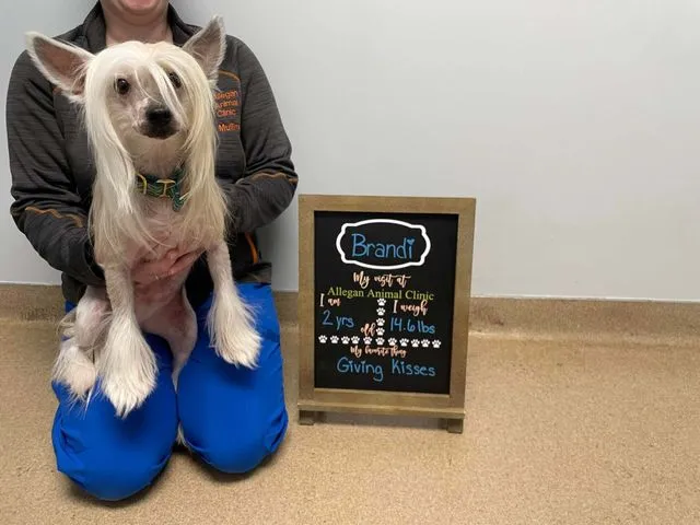 Patient photo 13 from Allegan Animal Clinic