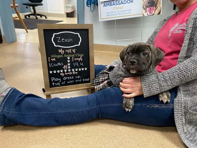 Patient photo 14 from Allegan Animal Clinic