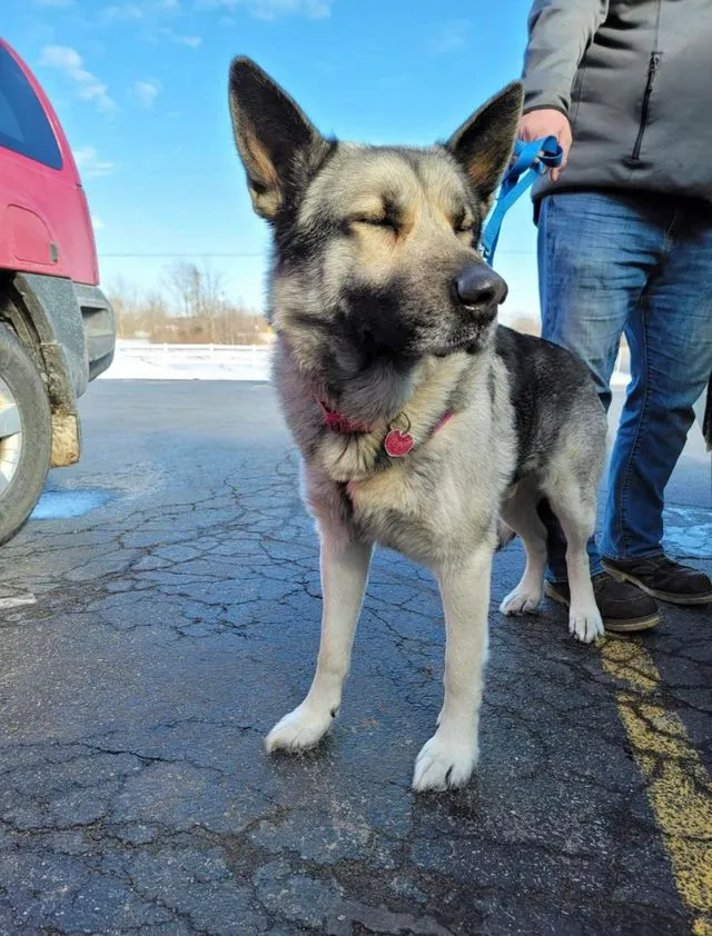 Patient photo 17 from Allegan Animal Clinic