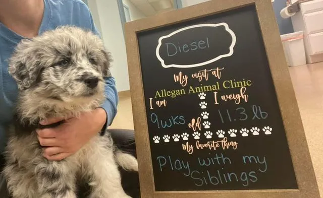 Patient photo 18 from Allegan Animal Clinic