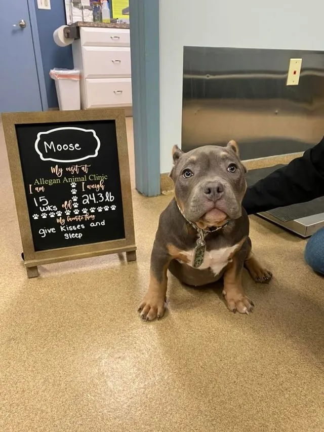 Patient photo 20 from Allegan Animal Clinic