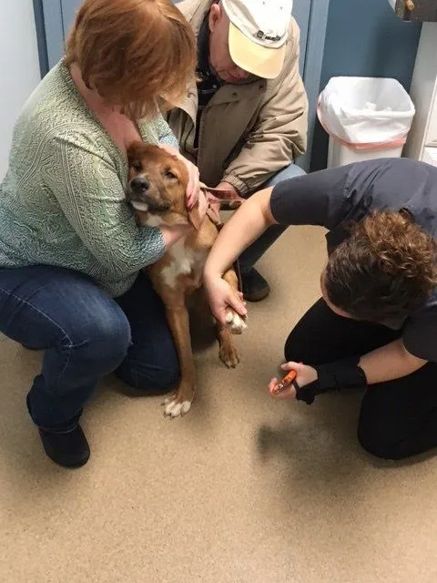 Patient photo 23 from Allegan Animal Clinic