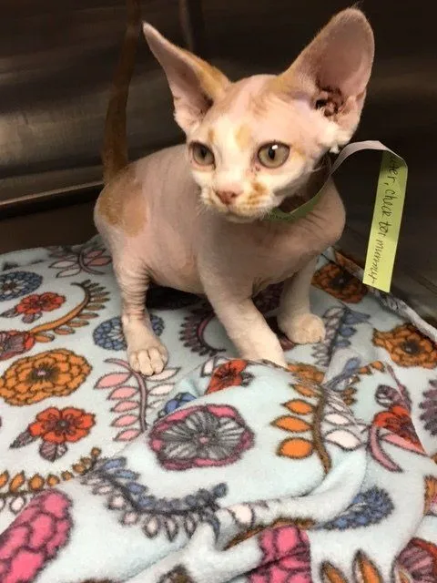 Patient photo 24 from Allegan Animal Clinic