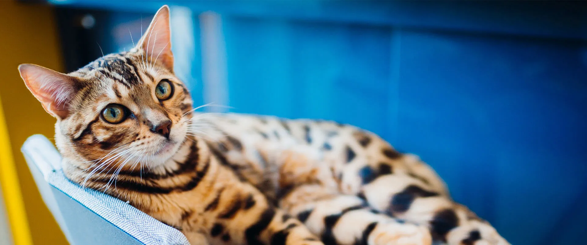Euthanasia at Allegan Animal Clinic
